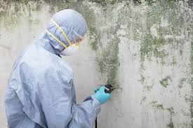 Environmental Consulting for Mold Prevention in Rocky Point, NY